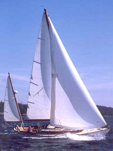 Concordia #13 Phalarope