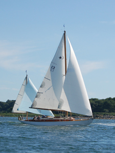 Concordia #13 Phalarope