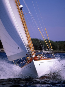 Concordia #13 Phalarope