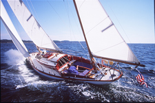 Concordia #13 Phalarope