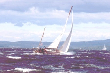 Concordia #13 Phalarope