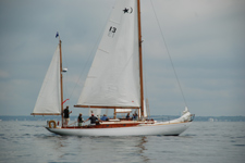 Concordia #13 Phalarope