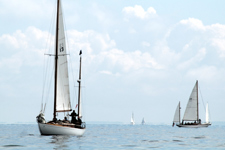 Concordia #13 Phalarope