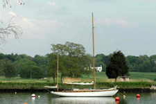 Concordia #25 Wild Swan