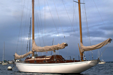 Concordia #25 Wild Swan