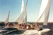 Concordia #91 Snowy Owl