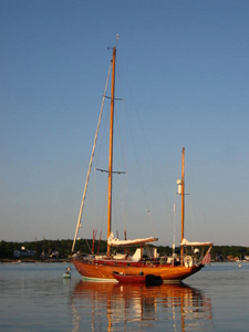 Whimbrel Concordia #96 Whimbrel